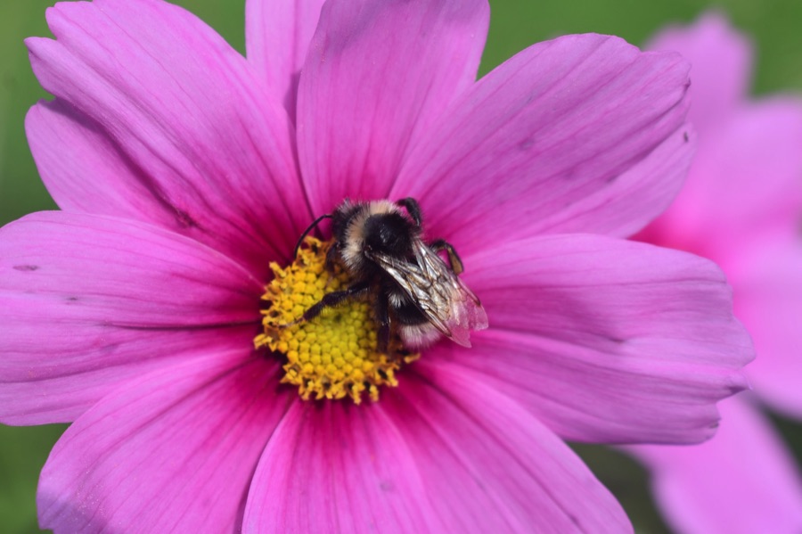 Bumblebee on pink cosmos flower
